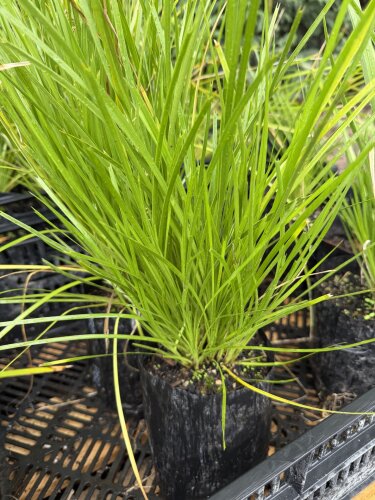 Lomandra Lime Tuff